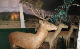 Олень в музее Фауны