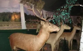 Олень в музее Фауны