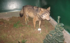 Волк в музее Фауны