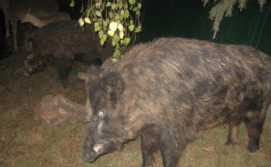 Кабаны в музее Фауны