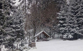 Котедж Карпатські мальви