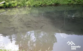 Приватна садиба Лісова казка у пані Стефанії