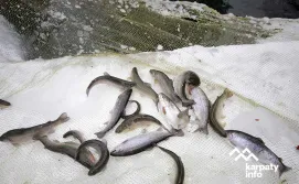 Приватна садиба Ребровач