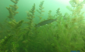 Щука в Свитязе