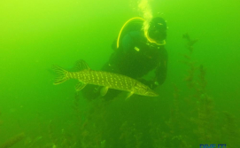 Рыба на Шацких озерах