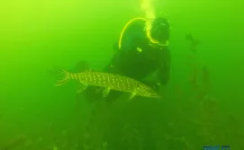 Рыба на Шацких озерах