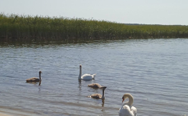 Котедж Тиха Гавань