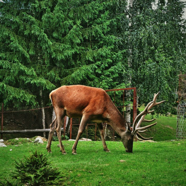 Вольєрне господарство в Яремче
