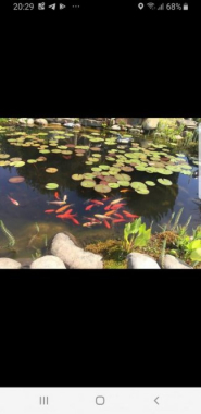 Котедж з басейном